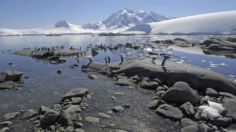 Penguins lost ability to taste fish 企鵝失去對(duì)魚的味覺