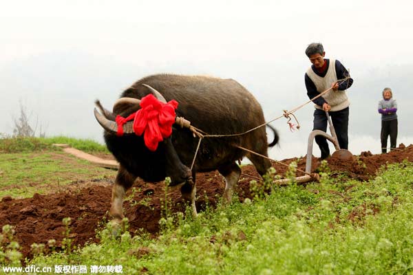 “立春”九大風俗 雞蛋為啥能立起來?