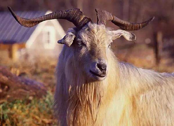 羊絨、羽絨、兔絨:“絨”的故事