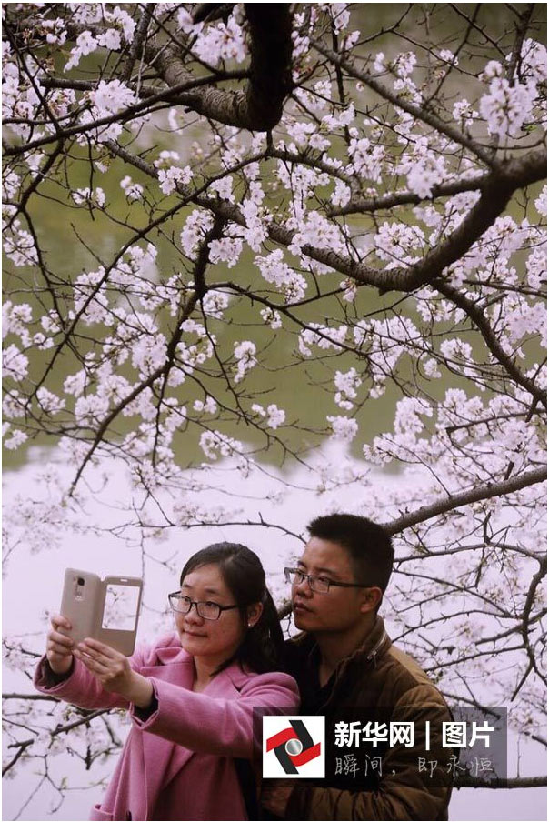 航拍：長(zhǎng)沙櫻花絢爛綻放 如詩如畫