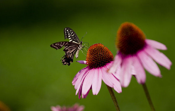 春天,一起來讀詩,雙語的!