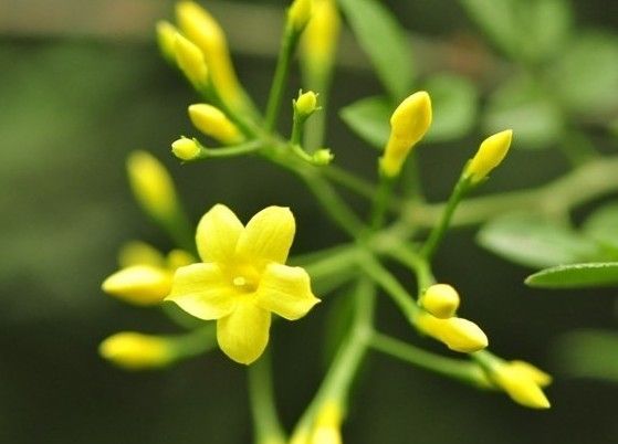 春天,一起來讀詩,雙語的!