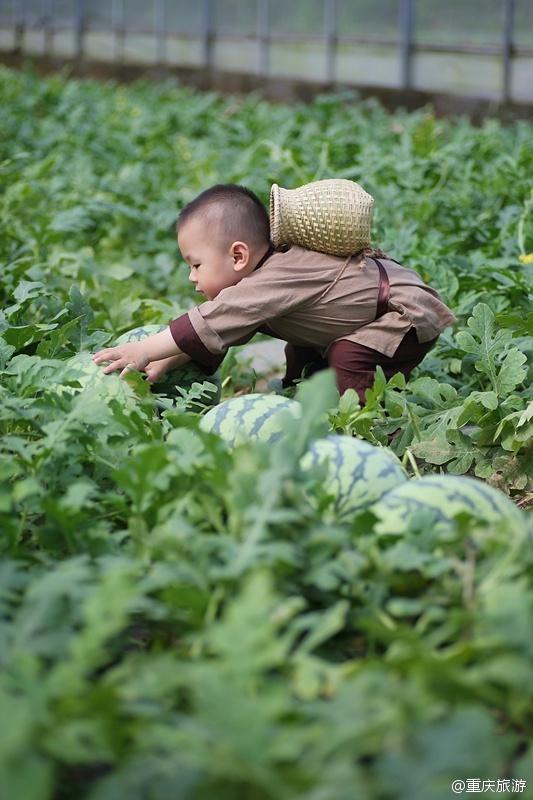 2歲萌娃吆喝自家西瓜 這個“瓜娃子”要火！（組圖）