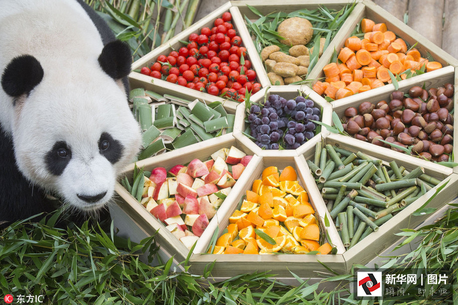 吃得開心！韓國動物園大熊貓提前享受節日大餐（組圖）