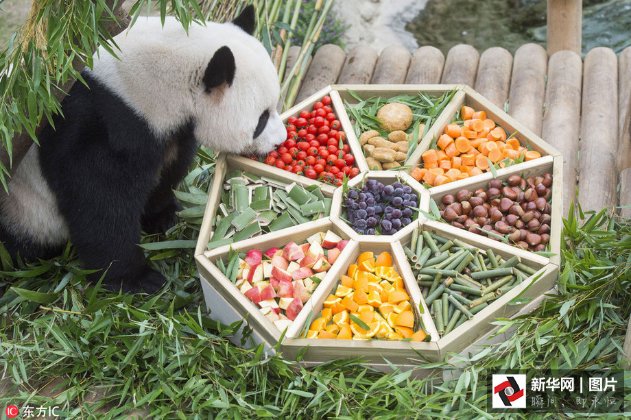 吃得開(kāi)心！韓國(guó)動(dòng)物園大熊貓?zhí)崆跋硎芄?jié)日大餐（組圖）