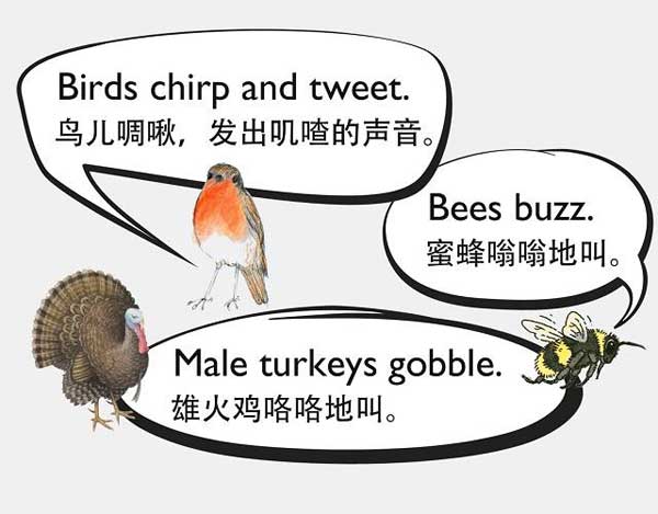 自然界中有各種聲音 如何用英語來描述動物的叫聲？