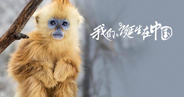 《我們誕生在中國》美國熱映 大熊貓、金絲猴、雪豹海外圈粉