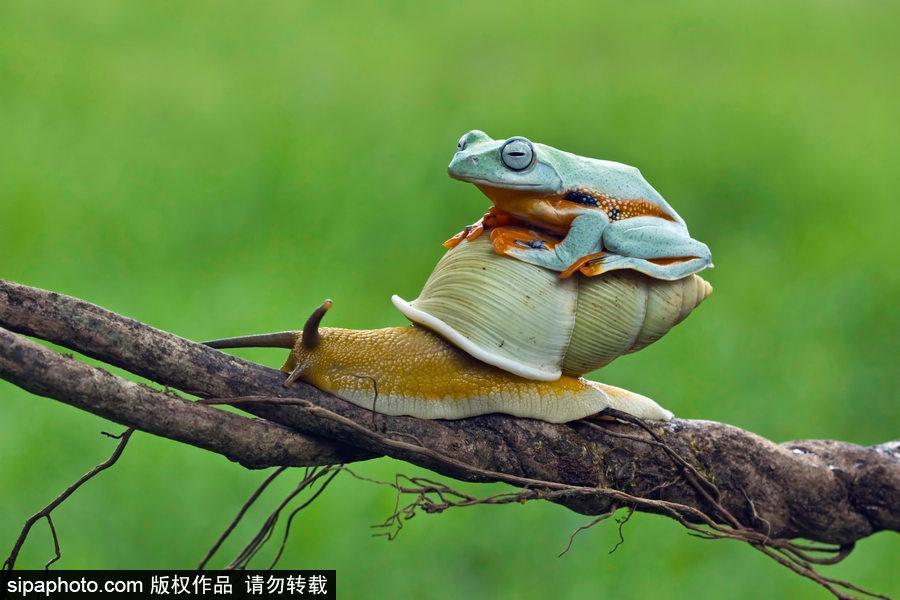 你的“蛙兒子”回來了嗎？盤點動物界佛系蛙日常萌照（組圖）