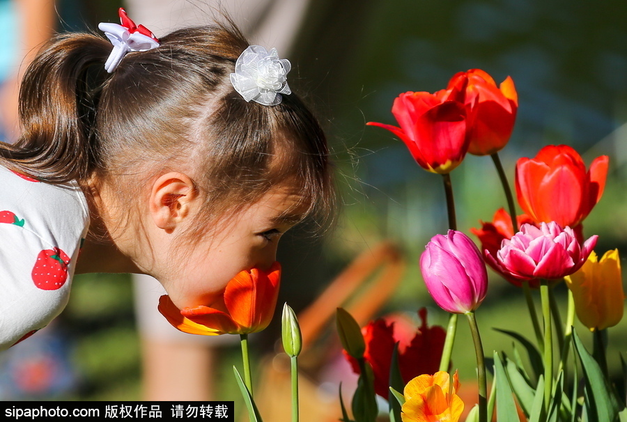 郁金香花節在俄羅斯圣彼得堡舉行 五顏六色花海迎客（組圖）
