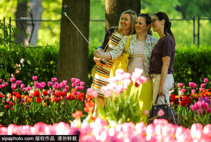 郁金香花節在俄羅斯圣彼得堡舉行 五顏六色花海迎客（組圖）