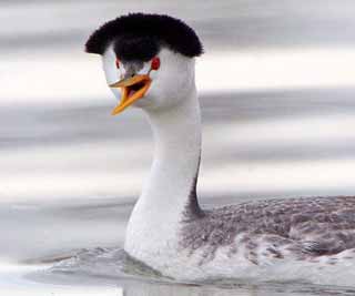 Bird with a Beatles hairdo <BR>水鳥頂披頭士發型(圖)