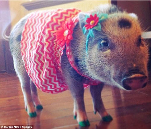 最美寵物豬天天換造型網絡爆紅