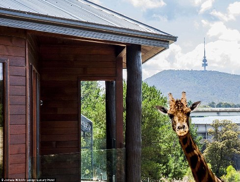 旅館？動物園？這是澳大利亞加馬拉野生動物旅館！