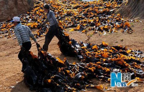 海帶之鄉的壯麗景觀