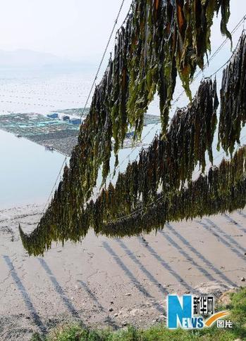 海帶之鄉的壯麗景觀