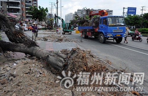 則徐大道六一南路行道樹將移植 為地鐵1號線讓路