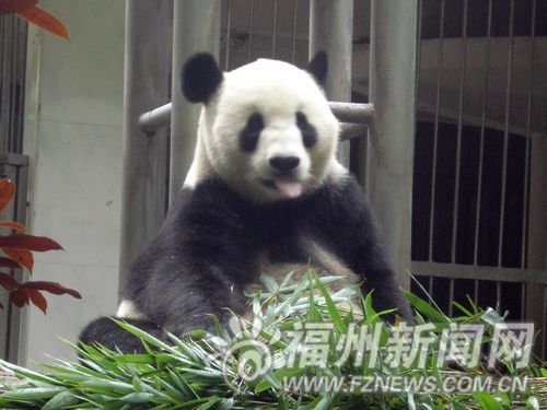 5只大熊貓避暑結束歸來　6只小熊貓幼仔首次亮相