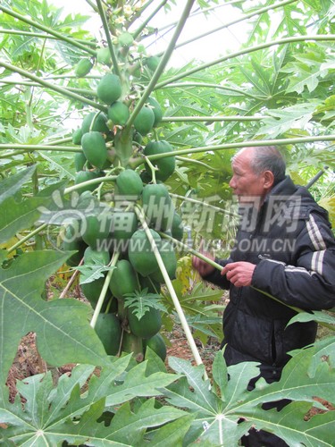 福州加快科技興農步伐　引進試驗示范推廣新品種