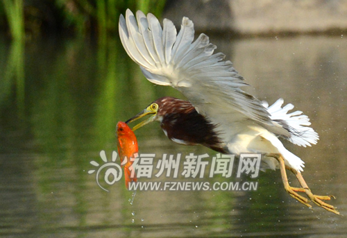 茶亭公園成為鳥兒樂園