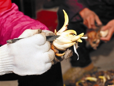 Narcissus greets coming new year in Pingtan