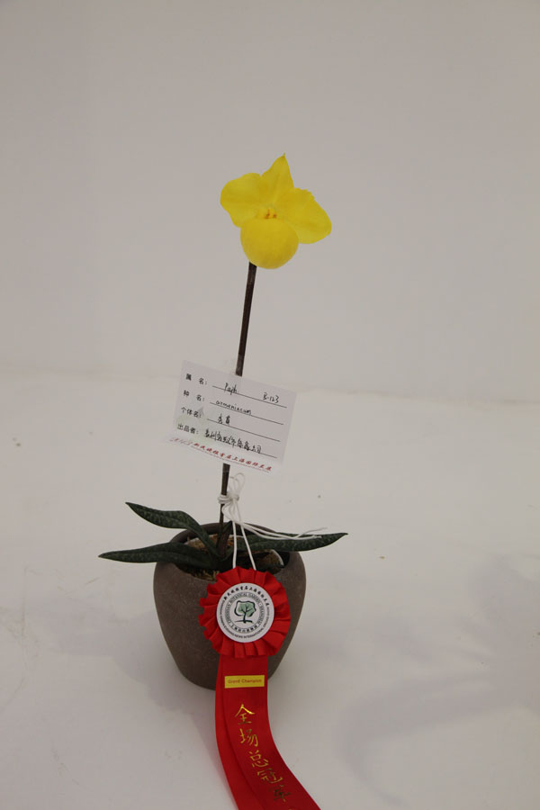 First Shanghai International Orchid Exhibition names champion