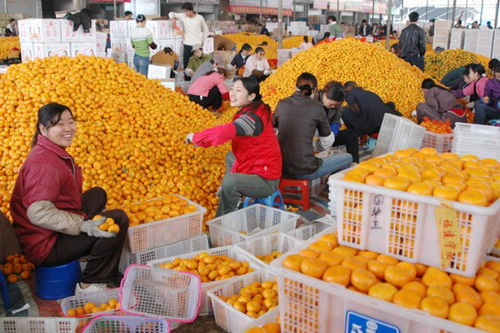 Nanfeng Orange Festival begins
