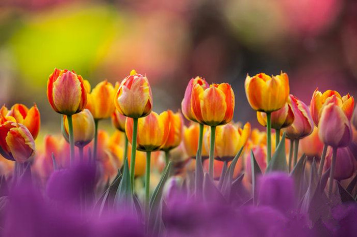 Spring turns Beijing into city of flowers