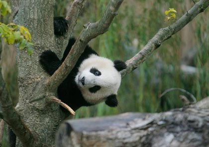 Giant panda cub Tai Shan hangs from a tree during the opening of the Giant Panda Habitat and Asia Trail at the National Zoo in Washington, October 17, 2006. 