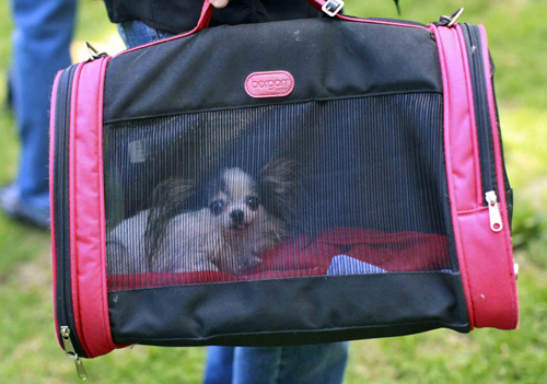Guinness record's smallest and tallest living dog
