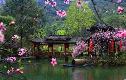 Peach blossoms bring color to Chongqing