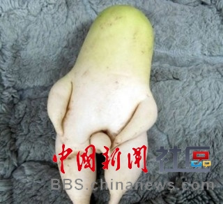 成精的蘿卜君！《大根逃亡記》爆紅