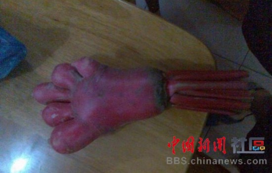 成精的蘿卜君！《大根逃亡記》爆紅