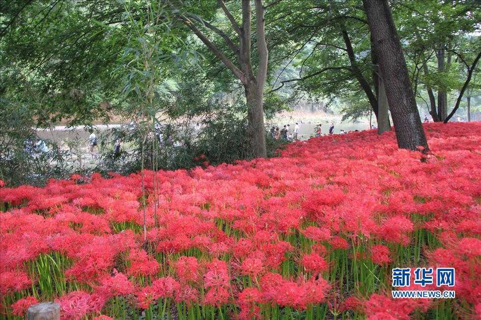 日本最大的曼珠沙華簇生地迎來花開時(shí)節(jié)(組圖)