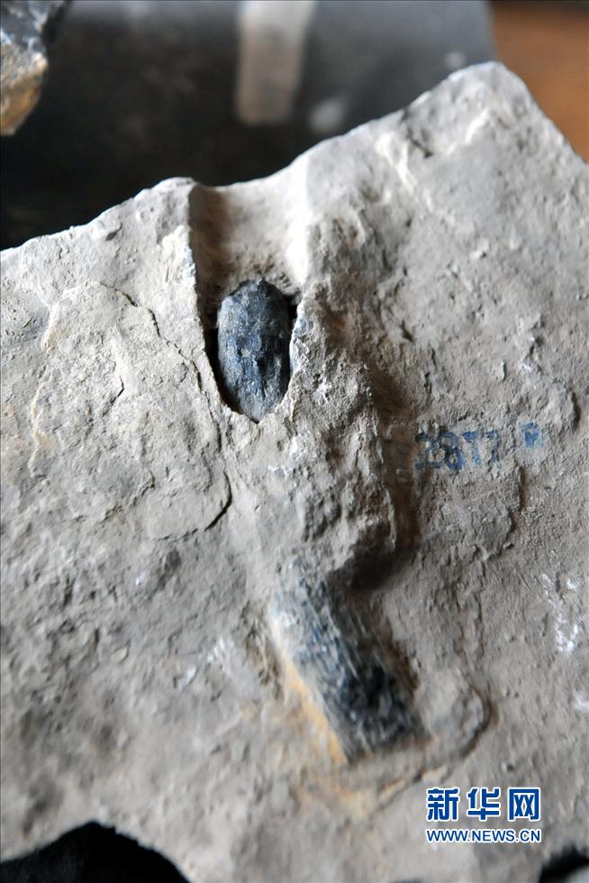 走近“羅平生物群” 距今約2.38億年至2.39億年(圖)