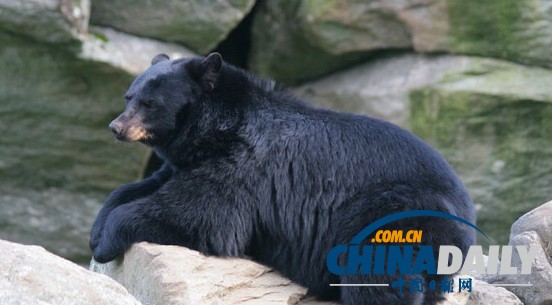 美國(guó)黑熊不請(qǐng)自來(lái)闖酒吧 遭酒保喝斥乖乖離開(kāi)