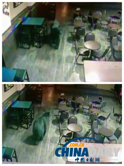 美國(guó)黑熊不請(qǐng)自來(lái)闖酒吧 遭酒保喝斥乖乖離開(kāi)