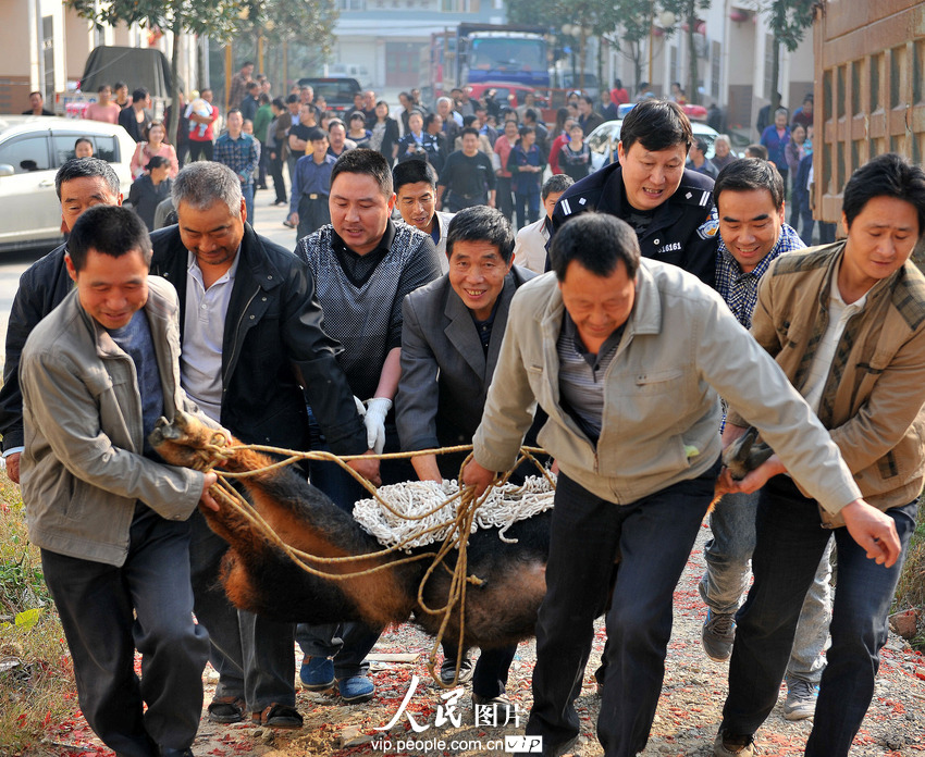 鬣羚夜闖民宅 警民聯手護送回家(組圖)