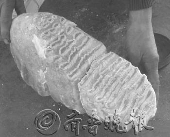山東臨沂疑現(xiàn)5萬年前象牙化石 已經(jīng)初步確認(rèn)(圖)