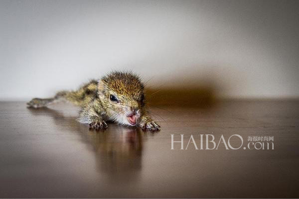 被遺棄的小松鼠萌醒地球人(組圖)