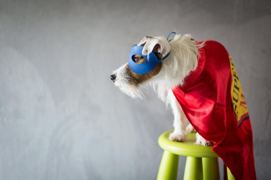 奇幻冒險(xiǎn)：寵物狗的圓夢(mèng)之旅(組圖)