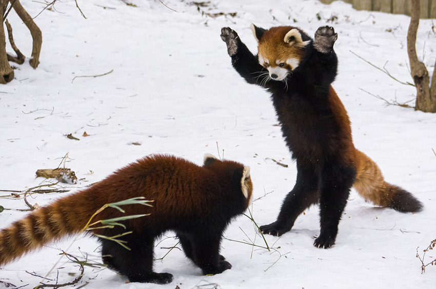 逗趣！美動物園小熊貓雪中嬉鬧打滾(組圖)