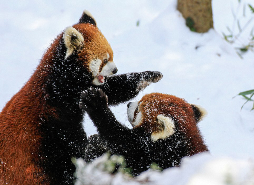 逗趣！美動(dòng)物園小熊貓雪中嬉鬧打滾(組圖)
