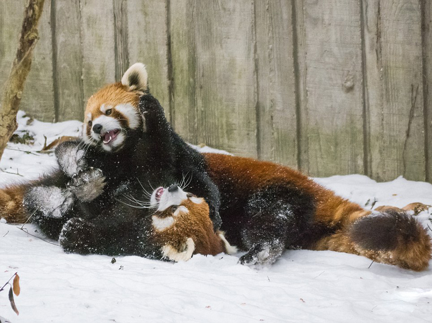 逗趣！美動物園小熊貓雪中嬉鬧打滾(組圖)