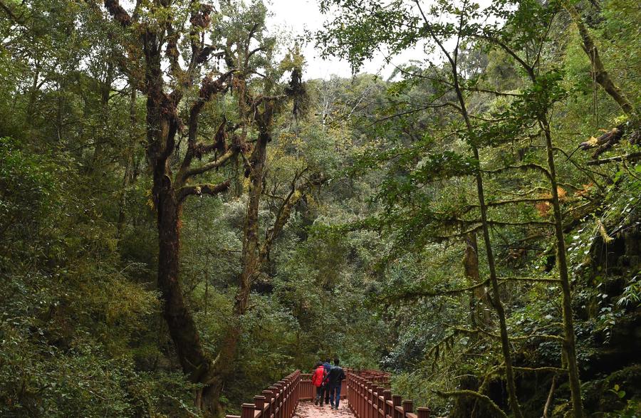 Winter scenery of the Ailao and Wuliang Mountain Nature Reserve