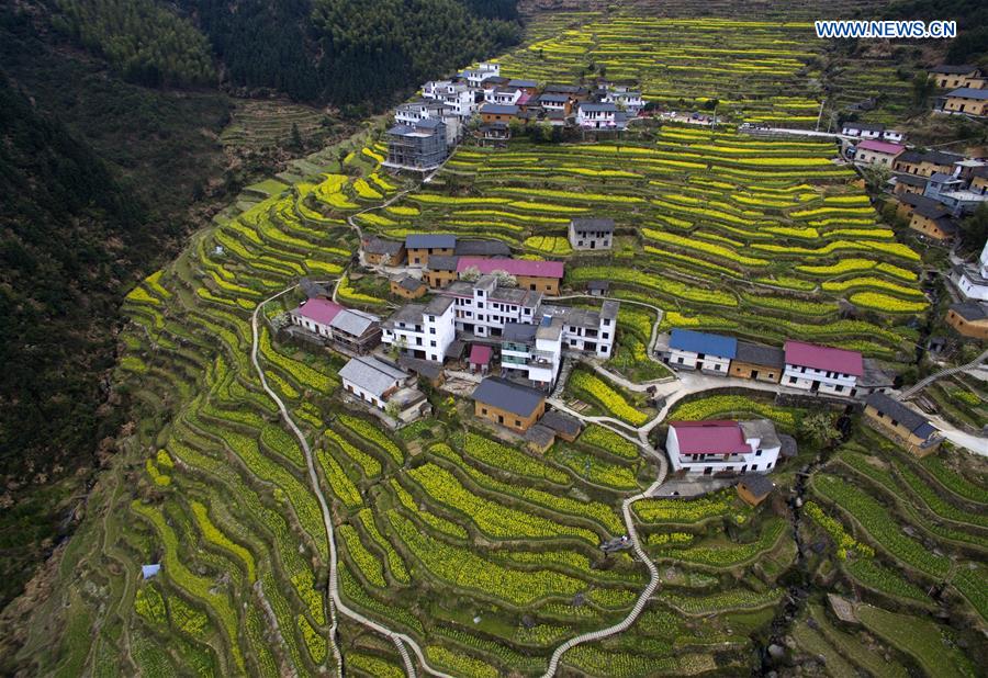 Scenery of cole blossoms in terraced fields, E China