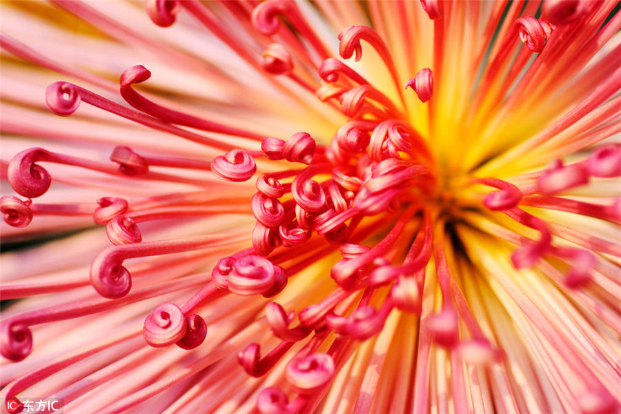 10,000 chrysanthemums blossom in Beijing park
