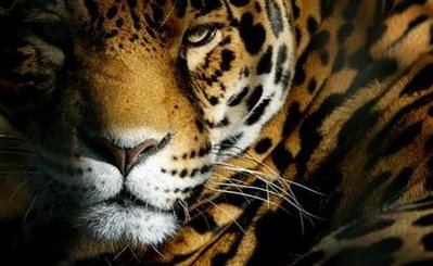 Scientists use Calvin Klein cologne to lure jaguars