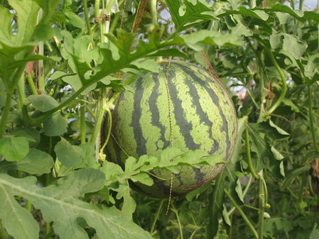 “一村一品”標準化 西瓜甜了 農民樂了