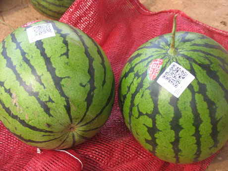 “一村一品”標準化 西瓜甜了 農民樂了