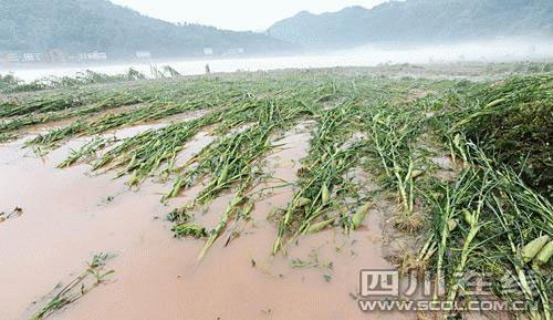 四川達州遭遇特大暴雨鐵索橋被洪水沖毀[組圖]